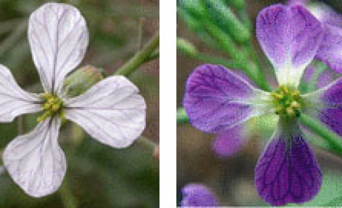 Flowers of the future