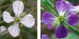 Flowers of the future