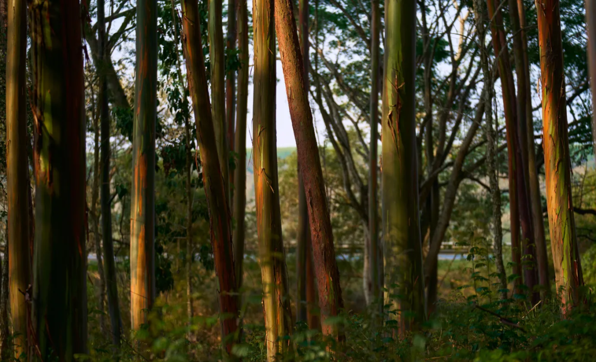 The Download: the risk of falling space debris, and how to debunk a conspiracy theory