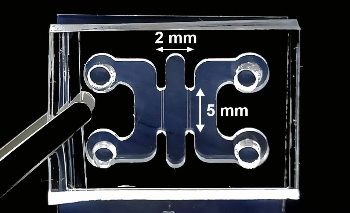 Researchers are getting organoids pregnant with human embryos