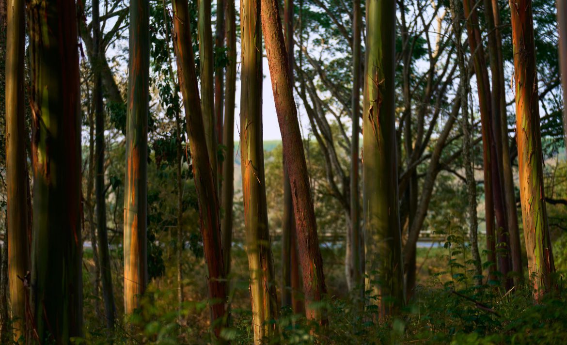 The Download: AI’s impact on jobs, and data centres in space