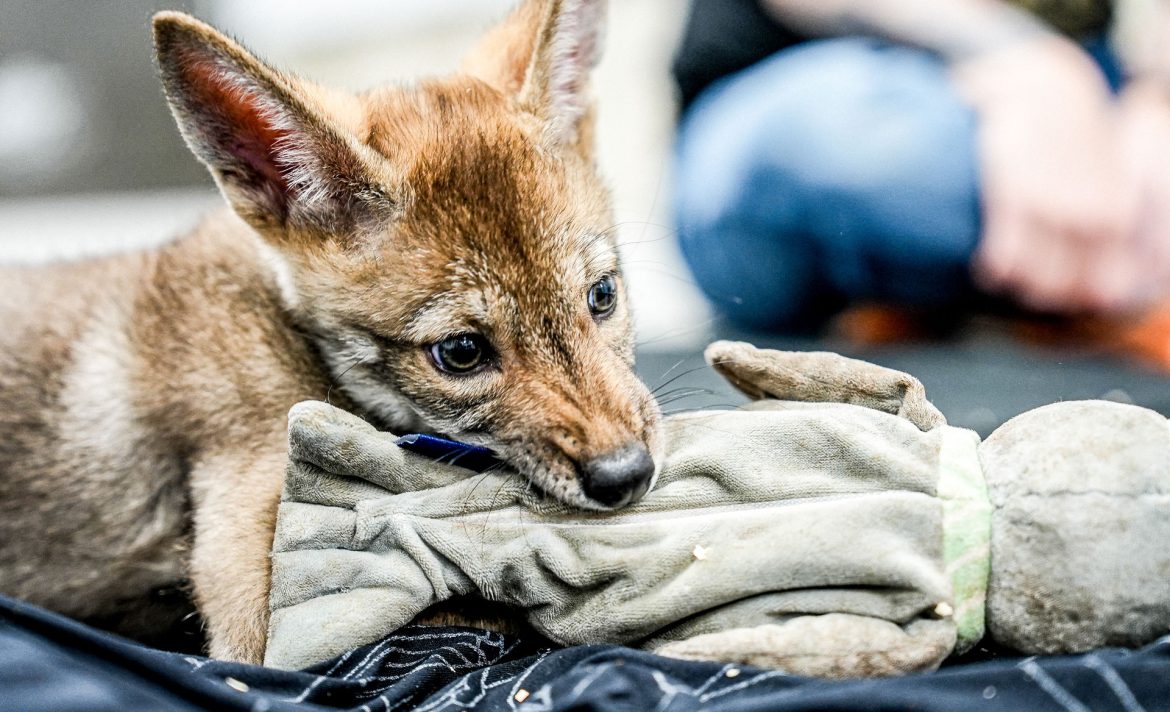 Colossal Biosciences said it cloned red wolves. Is it for real?