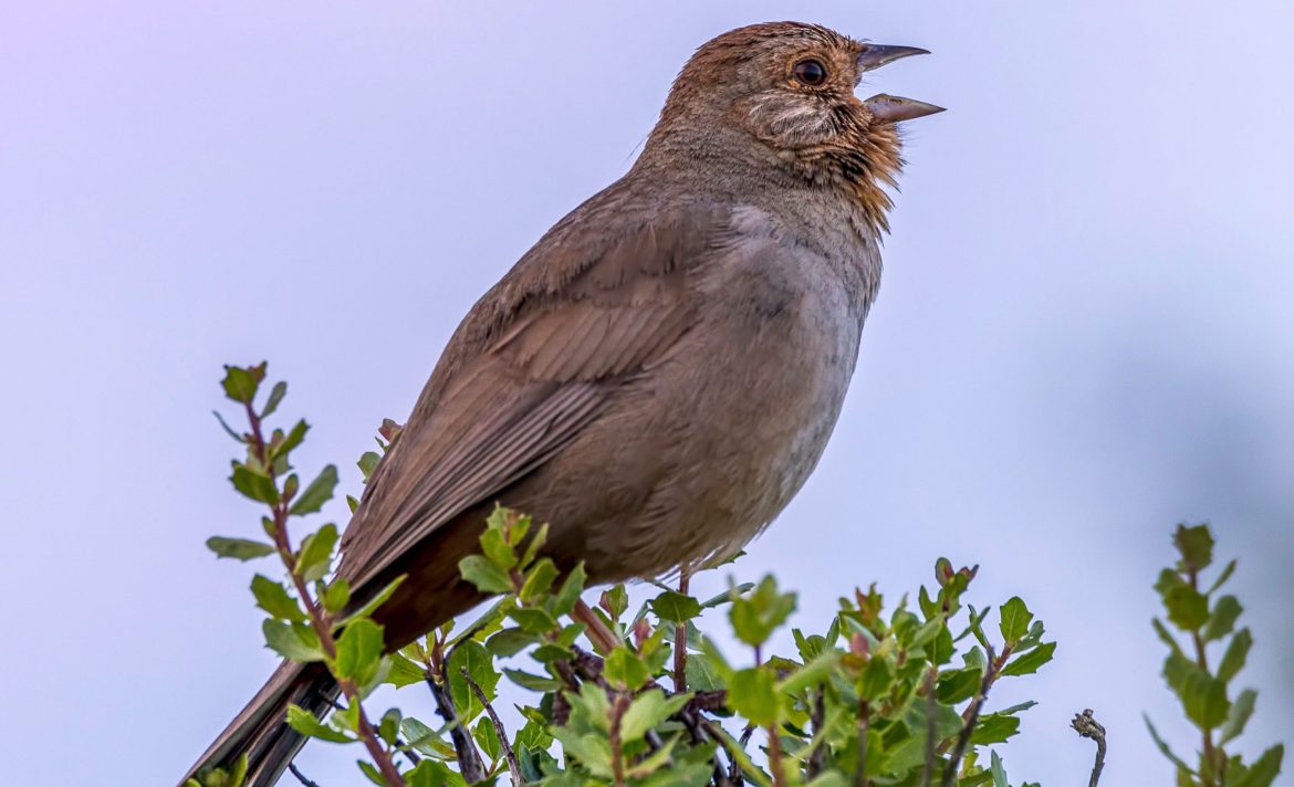 The noise we make is hurting animals. Can we learn to shut up?