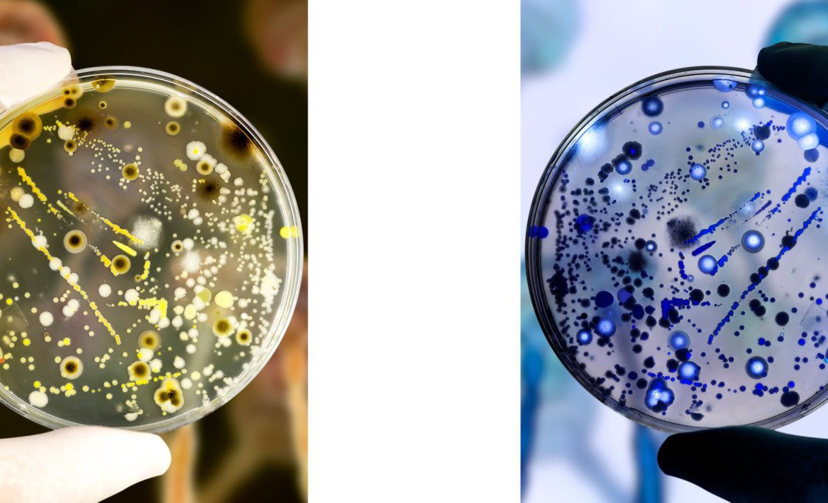 No one’s sure if synthetic mirror life will kill us all