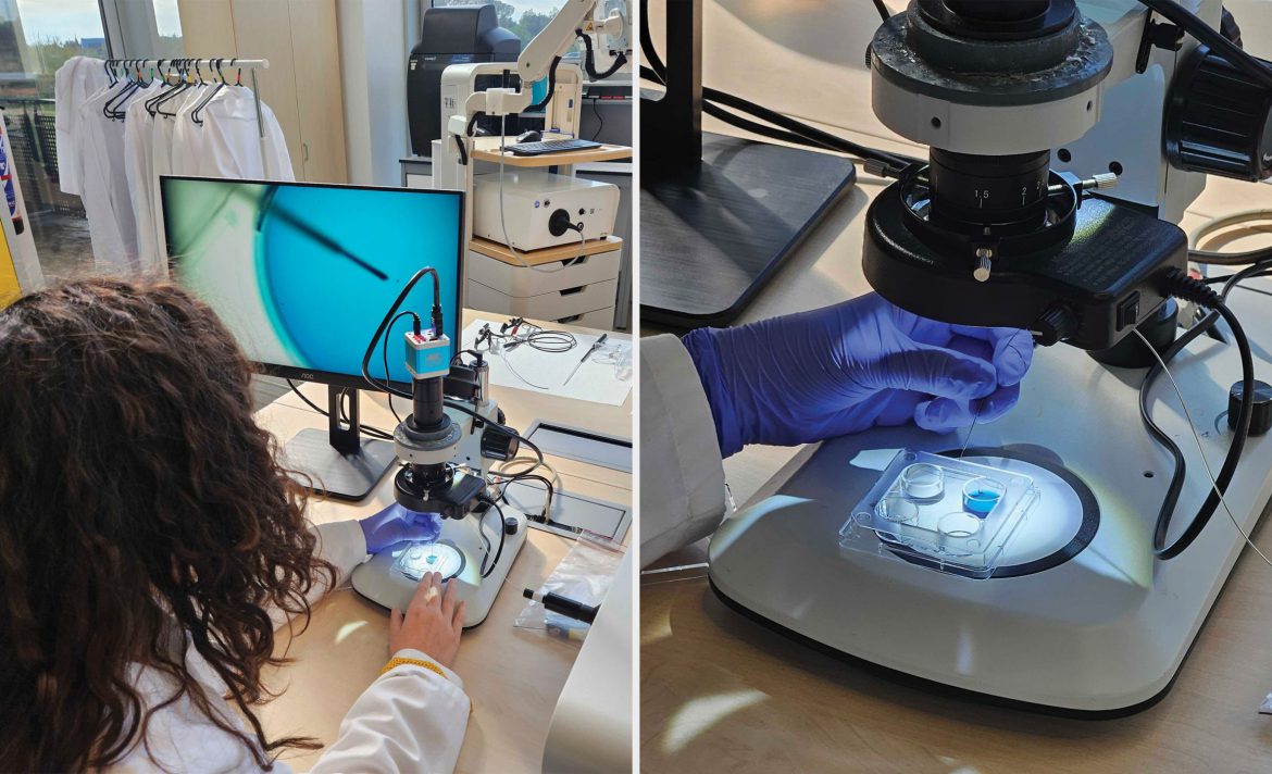 What’s next for IVF